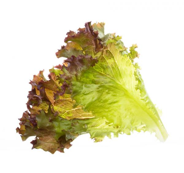 Tregren - Sementes 4x - Lettuce mix,tregren,sementes,4x,lettuce,mixconjunto,de,4,torroes,com,4,variedades,diferentes,de,alface:,lisa,rocket,lollo,rosso,e,rucula,cada,torrao,tem,5,cm,de,diametro,e,expande,em,contacto,com,a,agua,o,tempo,d