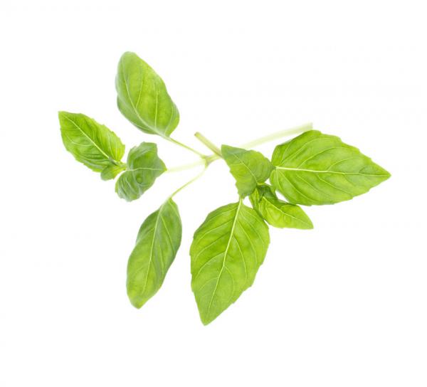 Tregren - Sementes 4x - Basil mix,tregren,sementes,4x,basil,mixconjunto,de,4,torroes,com,4,variedades,diferentes,de,oregaos:,bush,basil,lemon,basil,thai,basil,e,cinnamon,basil,cada,torrao,tem,5,cm,de,diametro,e,expande,em,contacto,com