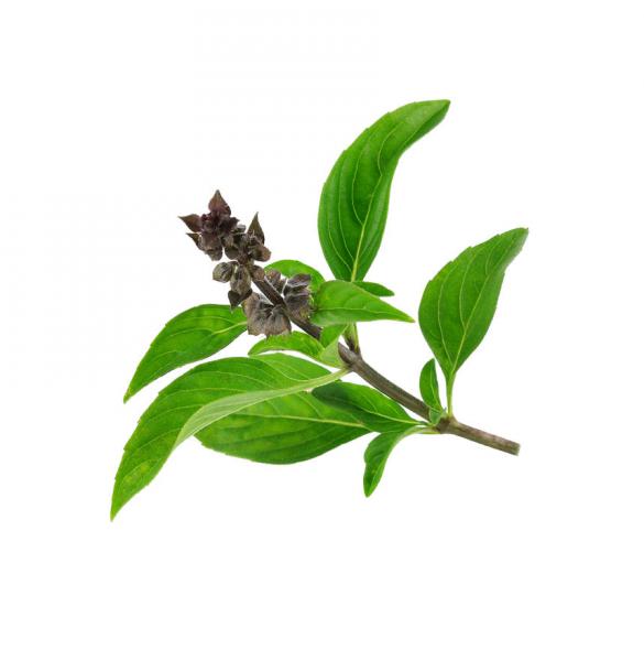 Tregren - Sementes 4x - Basil mix,tregren,sementes,4x,basil,mixconjunto,de,4,torroes,com,4,variedades,diferentes,de,oregaos:,bush,basil,lemon,basil,thai,basil,e,cinnamon,basil,cada,torrao,tem,5,cm,de,diametro,e,expande,em,contacto,com